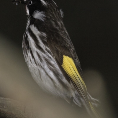 Phylidonyris novaehollandiae (New Holland Honeyeater) at Acton, ACT - 14 Oct 2018 by JonSteinbeck