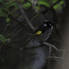 Phylidonyris novaehollandiae at Acton, ACT - 14 Oct 2018