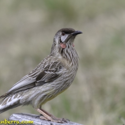 Anthochaera carunculata (Red Wattlebird) at Acton, ACT - 13 Oct 2018 by BIrdsinCanberra