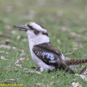 Dacelo novaeguineae at Acton, ACT - 14 Oct 2018