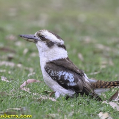 Dacelo novaeguineae (Laughing Kookaburra) at Acton, ACT - 14 Oct 2018 by JonSteinbeck