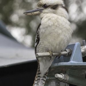 Dacelo novaeguineae at Acton, ACT - 14 Oct 2018