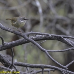 Sericornis frontalis (White-browed Scrubwren) at Acton, ACT - 14 Oct 2018 by JonSteinbeck