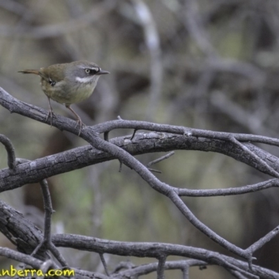 Sericornis frontalis (White-browed Scrubwren) at Acton, ACT - 14 Oct 2018 by JonSteinbeck