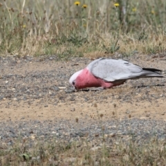 Eolophus roseicapilla (Galah) at Hawker, ACT - 26 Oct 2018 by AlisonMilton