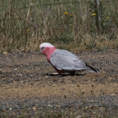 Eolophus roseicapilla at Hawker, ACT - 26 Oct 2018 09:20 AM