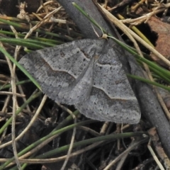 Antasia flavicapitata (Yellow-headed Heath Moth (Oenochrominae)) at Mount Clear, ACT - 26 Oct 2018 by JohnBundock