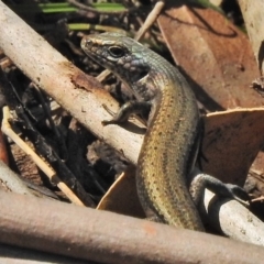 Pseudemoia entrecasteauxii (Woodland Tussock-skink) at Tharwa, ACT - 26 Oct 2018 by JohnBundock