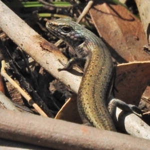 Pseudemoia entrecasteauxii at Tharwa, ACT - 26 Oct 2018 12:57 PM