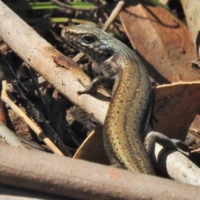 Pseudemoia entrecasteauxii (Woodland Tussock-skink) at Tharwa, ACT - 26 Oct 2018 by JohnBundock