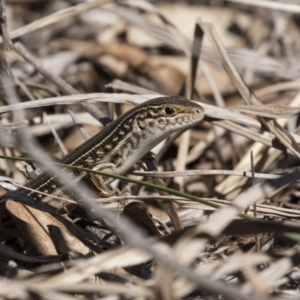 Ctenotus robustus at Hawker, ACT - 26 Oct 2018 09:50 AM