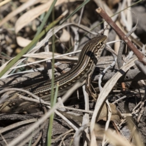 Ctenotus robustus at Hawker, ACT - 26 Oct 2018 09:50 AM