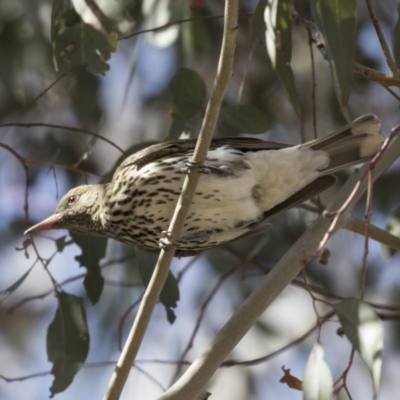 Oriolus sagittatus (Olive-backed Oriole) at The Pinnacle - 26 Oct 2018 by AlisonMilton