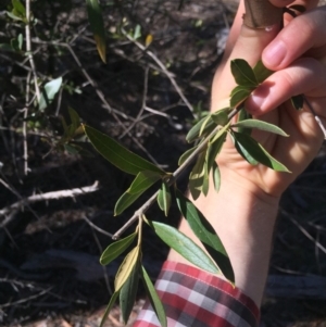 Olea europaea subsp. cuspidata at Majura, ACT - 26 Oct 2018 10:21 AM