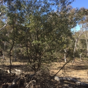 Olea europaea subsp. cuspidata at Majura, ACT - 26 Oct 2018 10:21 AM