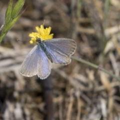 Zizina otis (Common Grass-Blue) at Hawker, ACT - 26 Oct 2018 by AlisonMilton