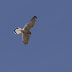 Falco cenchroides (Nankeen Kestrel) at Hawker, ACT - 25 Oct 2018 by Alison Milton