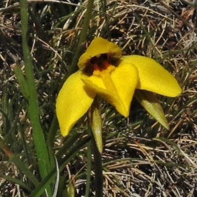 Diuris subalpina (Small Snake Orchid) at Mount Clear, ACT - 26 Oct 2018 by JohnBundock