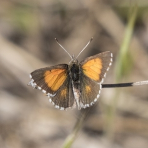 Lucia limbaria at Hawker, ACT - 26 Oct 2018 10:11 AM