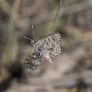 Lucia limbaria at Hawker, ACT - 26 Oct 2018 10:11 AM