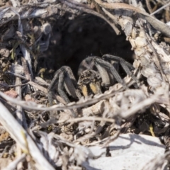 Tasmanicosa sp. (genus) (Unidentified Tasmanicosa wolf spider) at The Pinnacle - 25 Oct 2018 by AlisonMilton