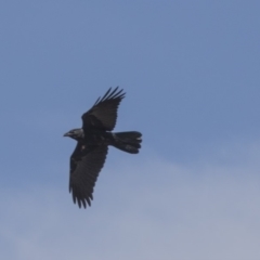 Corvus coronoides (Australian Raven) at The Pinnacle - 26 Oct 2018 by AlisonMilton