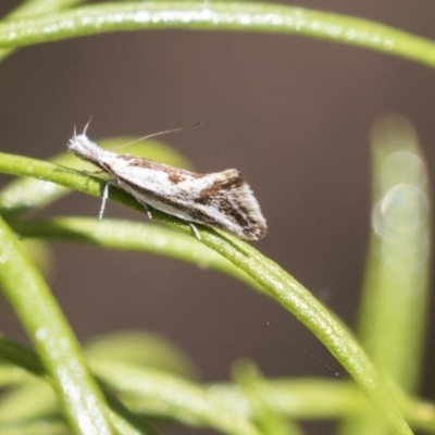 Thema macroscia (A concealer moth) at Dunlop, ACT - 25 Oct 2018 by Alison Milton