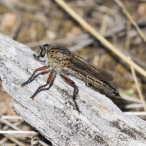 Asiola fasciata at Dunlop, ACT - 26 Oct 2018