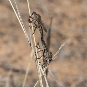 Asiola fasciata at Dunlop, ACT - 26 Oct 2018