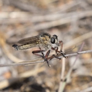 Asiola fasciata at Dunlop, ACT - 26 Oct 2018 10:40 AM