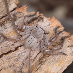 Isopeda sp. (genus) (Huntsman Spider) at Higgins, ACT - 26 Oct 2018 by AlisonMilton