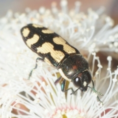 Castiarina decemmaculata (Ten-spot Jewel Beetle) at Dunlop, ACT - 23 Oct 2018 by Harrisi