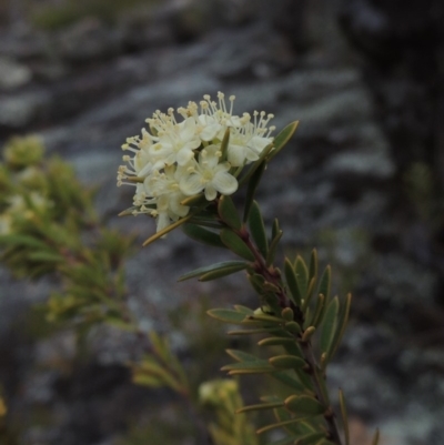 Micrantheum hexandrum (Box Micrantheum) at Bullen Range - 22 Sep 2018 by michaelb