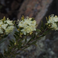 Micrantheum hexandrum at Bullen Range - 22 Sep 2018