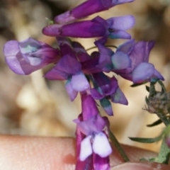 Vicia villosa subsp. eriocarpa (Russian Vetch) at Lake George, NSW - 26 Oct 2018 by MPennay