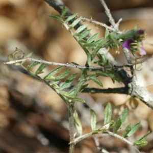 Vicia villosa subsp. eriocarpa at Lake George, NSW - 27 Oct 2018