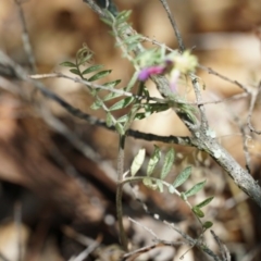 Vicia villosa subsp. eriocarpa at Lake George, NSW - 27 Oct 2018