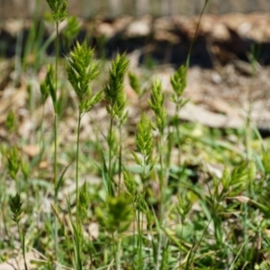 Bromus hordeaceus at Lake George, NSW - 27 Oct 2018 10:26 AM