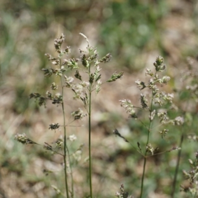 Poa pratensis (Kentucky Bluegrass) at Lake George, NSW - 26 Oct 2018 by MPennay