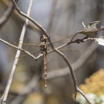 Adversaeschna brevistyla (Blue-spotted Hawker) at Dunlop, ACT - 26 Oct 2018 by AlisonMilton