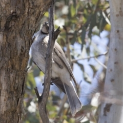 Philemon corniculatus (Noisy Friarbird) at The Pinnacle - 26 Oct 2018 by AlisonMilton
