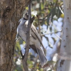 Philemon corniculatus (Noisy Friarbird) at Dunlop, ACT - 26 Oct 2018 by Alison Milton