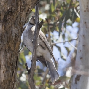 Philemon corniculatus at Dunlop, ACT - 26 Oct 2018 11:19 AM