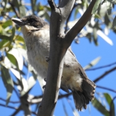 Cracticus torquatus (Grey Butcherbird) at Kambah, ACT - 27 Oct 2018 by HelenCross