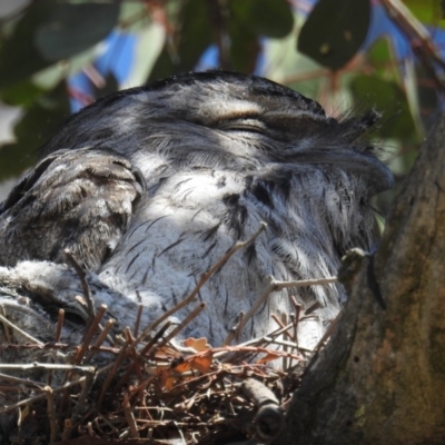 Podargus strigoides (Tawny Frogmouth) at Kambah, ACT - 26 Oct 2018 by HelenCross