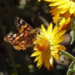 Vanessa kershawi (Australian Painted Lady) at Acton, ACT - 26 Oct 2018 by RodDeb