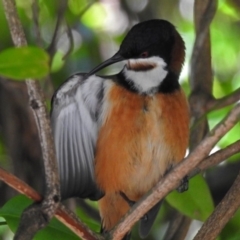 Acanthorhynchus tenuirostris (Eastern Spinebill) at Acton, ACT - 26 Oct 2018 by RodDeb