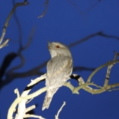 Podargus strigoides at Kambah, ACT - 27 Oct 2018