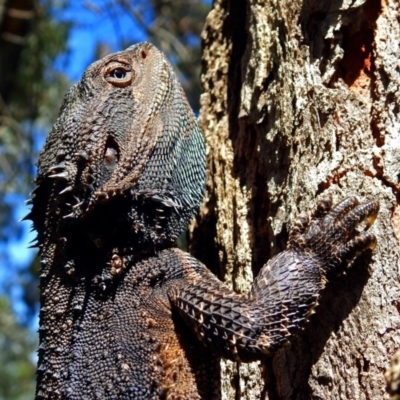 Pogona barbata (Eastern Bearded Dragon) at Acton, ACT - 26 Oct 2018 by RodDeb