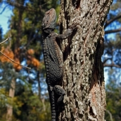 Pogona barbata at Acton, ACT - 26 Oct 2018